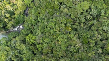 Venedik 'te ve ağaçlarda insansız hava aracı tarafından çekilen hava görüntüleri. Kolombiya.