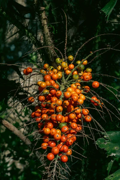 木からぶら下がっている赤いコロゾスの花束 コロンビア — ストック写真