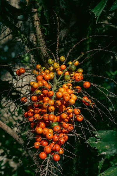 Buchet Corozos Roșu Agățat Copac Columbia — Fotografie, imagine de stoc