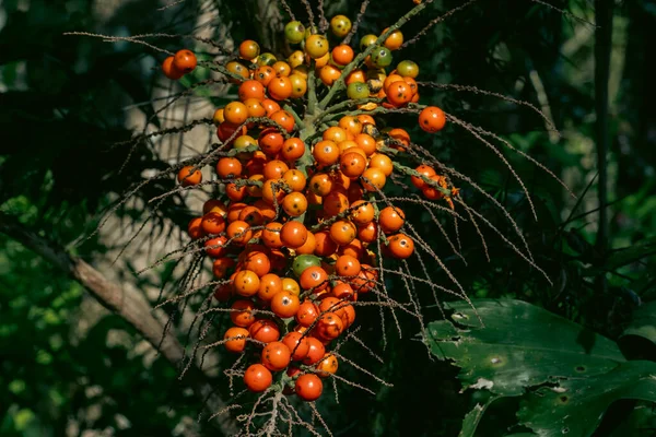 Bukiet Czerwonych Corozos Wiszących Drzewie Kolumbia — Zdjęcie stockowe