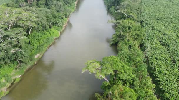 Río Palomino Selva Con Vista Aérea Colombia — Vídeo de stock