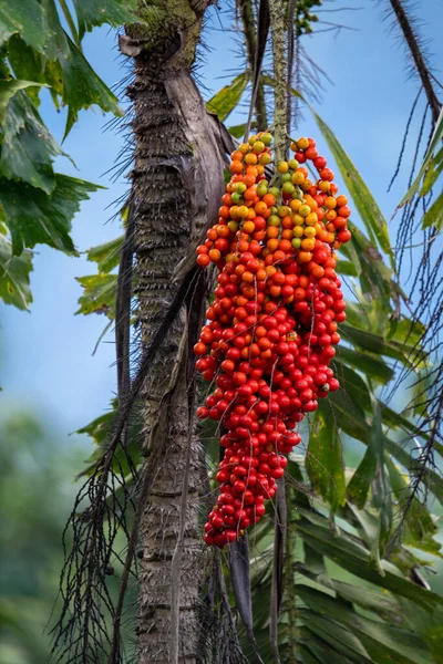 나무에서 Corozos의 꽃다발 콜롬비아 — 스톡 사진