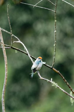 Ön plandaki ağaç dallarındaki kuşlar. Kolombiya. 