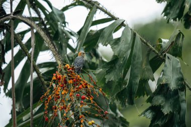 Ön plandaki ağaç dallarındaki kuşlar. Kolombiya. 