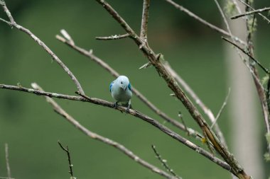 Ön plandaki ağaç dallarındaki kuşlar. Kolombiya. 