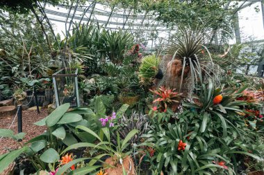 Bogot, Kolombiya. 11 Mayıs 2023: Şehrin botanik bahçesindeki tropikaryumun içi.