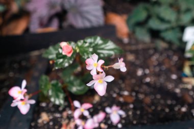 Bogot şehrinin botanik bahçesindeki renkli çiçeklerin arka planı