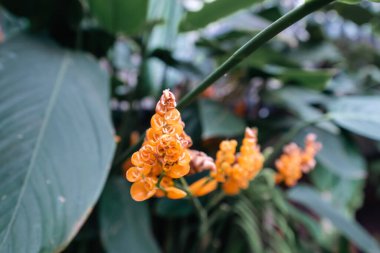 Bogot şehrinin botanik bahçesindeki renkli çiçeklerin arka planı