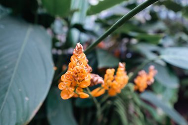 Bogot şehrinin botanik bahçesindeki renkli çiçeklerin arka planı