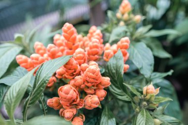 Bogot şehrinin botanik bahçesindeki renkli çiçeklerin arka planı