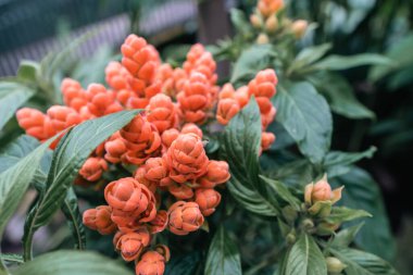 Bogot şehrinin botanik bahçesindeki renkli çiçeklerin arka planı