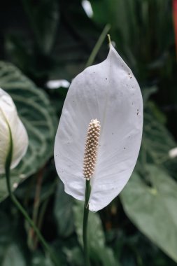 Bogot şehrinin botanik bahçesindeki renkli çiçeklerin arka planı