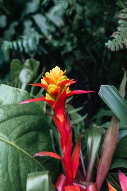 Bogot şehrinin botanik bahçesindeki renkli çiçeklerin arka planı