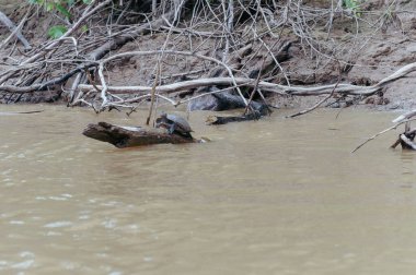 Kaplumbağa nehirde. Kolombiya. 