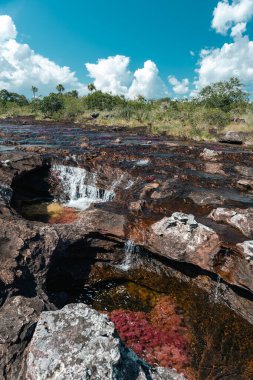 Meta, Kolombiya. Eylül 2023: La Macarena Ulusal Parkı 'ndaki Cao Cristales nehrinin manzarası.