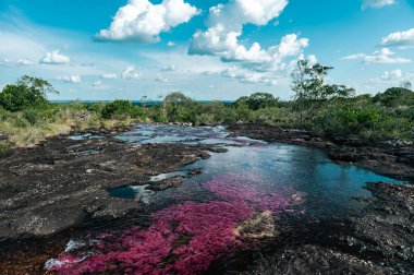 La Macarena Ulusal Parkı 'ndaki Cao Cristales nehrinin manzarası. Kolombiya. 