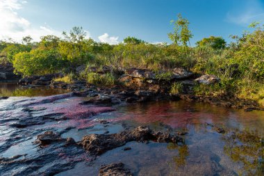 La Macarena Ulusal Parkı 'ndaki Cao Cristales nehrinin manzarası. Kolombiya. 