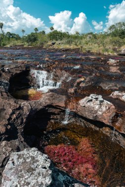 La Macarena Ulusal Parkı 'ndaki Cao Cristales nehrinin manzarası. Kolombiya. 