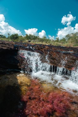 La Macarena Ulusal Parkı 'ndaki Cao Cristales nehrinin manzarası. Kolombiya. 
