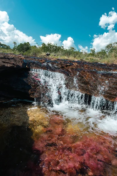 La Macarena Ulusal Parkı 'ndaki Cao Cristales nehrinin manzarası. Kolombiya. 