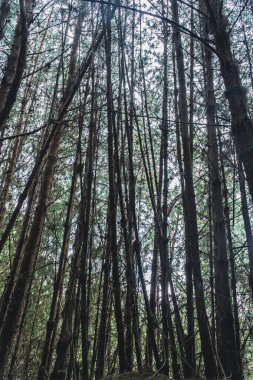 Boyaca, Kolombiya 'daki Çam Ormanı.