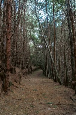 Boyaca, Kolombiya 'daki Çam Ormanı.