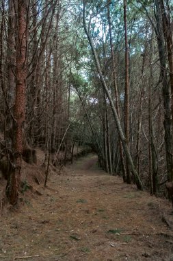 Boyaca, Kolombiya 'daki Çam Ormanı.