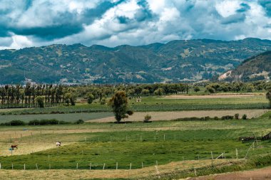 Samaca, Boyaca, Kolombiya 'daki tarım ürünlerinin manzarası.