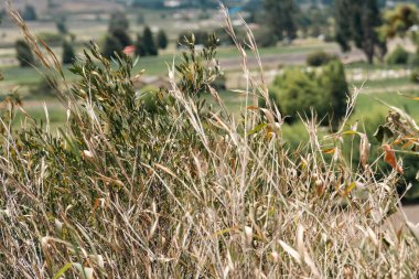 Samaca, Boyaca, Kolombiya 'daki tarım ürünlerinin manzarası.