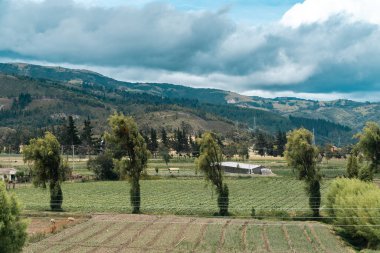 Samaca, Boyaca, Kolombiya 'daki tarım ürünlerinin manzarası.