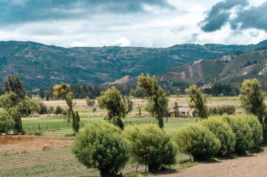 Samaca, Boyaca, Kolombiya 'daki tarım ürünlerinin manzarası.