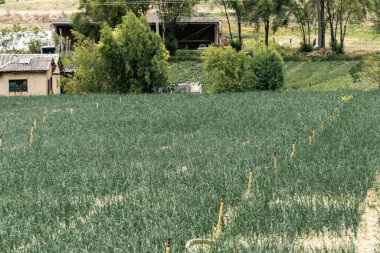 Soğan ekili doğa manzarası. Boyaca, Kolombiya.