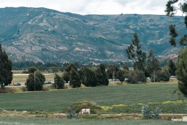 Soğan ekili doğa manzarası. Boyaca, Kolombiya.