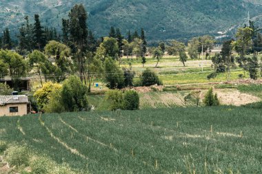 Soğan ekili doğa manzarası. Boyaca, Kolombiya.