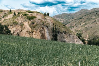 Soğan ekili doğa manzarası. Boyaca, Kolombiya.