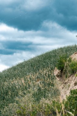 Soğan ekili doğa manzarası. Boyaca, Kolombiya.