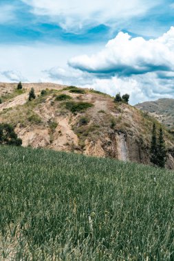 Soğan ekili doğa manzarası. Boyaca, Kolombiya.