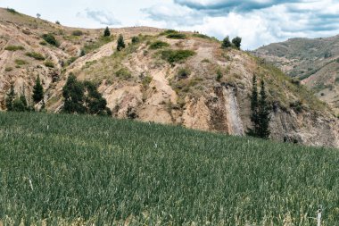Soğan ekili doğa manzarası. Boyaca, Kolombiya.