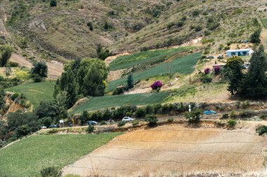Soğan ekili doğa manzarası. Boyaca, Kolombiya.