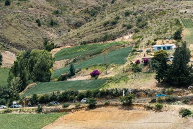 Soğan ekili doğa manzarası. Boyaca, Kolombiya.