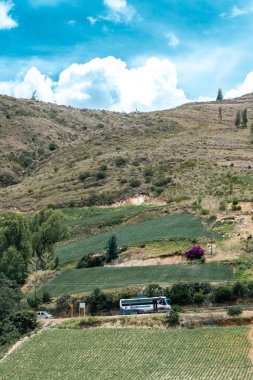 Soğan ekili doğa manzarası. Boyaca, Kolombiya.