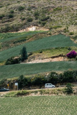 Soğan ekili doğa manzarası. Boyaca, Kolombiya.