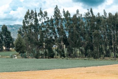 Tarlada buğday ekinleri var. Boyaca, Kolombiya.