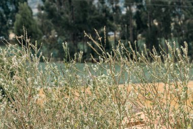Tarlada buğday ekinleri var. Boyaca, Kolombiya.