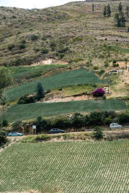 Soğan ekili doğa manzarası. Boyaca, Kolombiya.