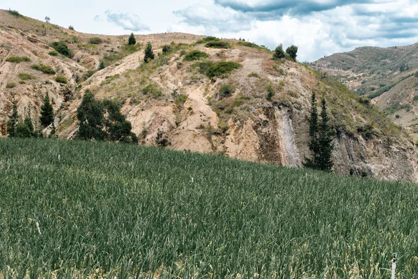 Soğan ekili doğa manzarası. Boyaca, Kolombiya.