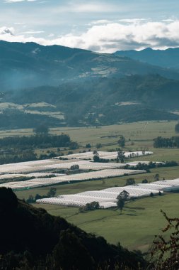 Cundiboyacense manzarası Sesquile çiçekleri ekiyor. Kolombiya