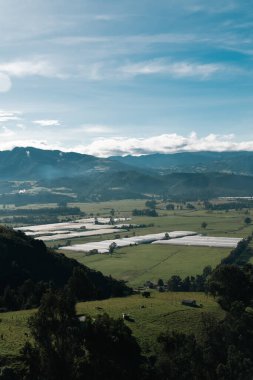 Cundiboyacense manzarası Sesquile çiçekleri ekiyor. Kolombiya