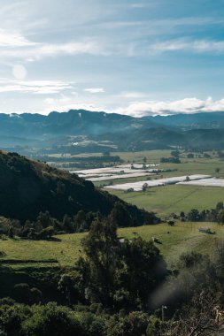 Cundiboyacense manzarası Sesquile çiçekleri ekiyor. Kolombiya