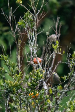Ön plandaki ağaç dallarındaki kuşlar. Kolombiya. 
